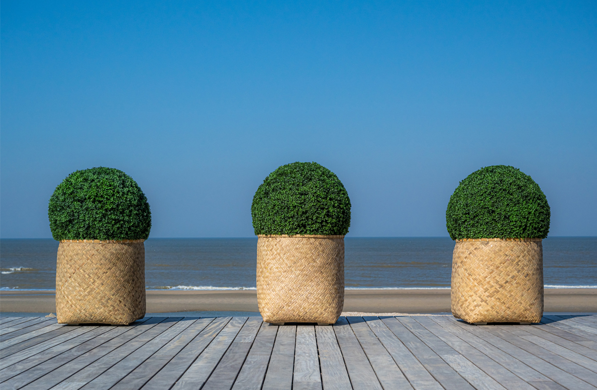 Drei Korbpflanzer mit Buchskugeln am Strand